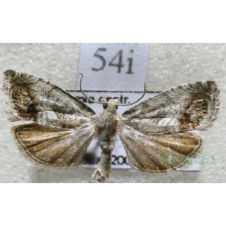 Cydia splendana (Hübner, 1799) Owocówka żołędziowianka Czech54i